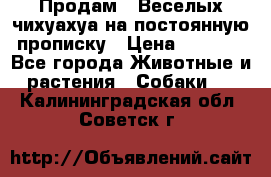 Продам.  Веселых чихуахуа на постоянную прописку › Цена ­ 8 000 - Все города Животные и растения » Собаки   . Калининградская обл.,Советск г.